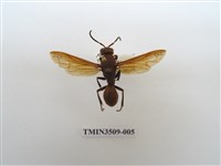 藏品(赭褐長腳蜂)的圖片